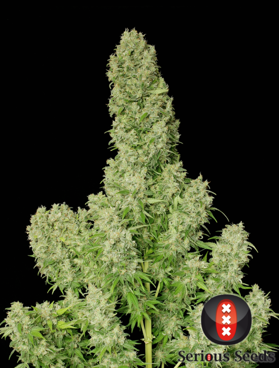 white-russian-whole-plant---choice-2-pic