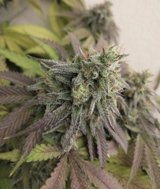 thegratefulseeds-bluejavaz