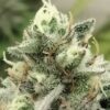 thegratefulseeds-strains-bloowrange3