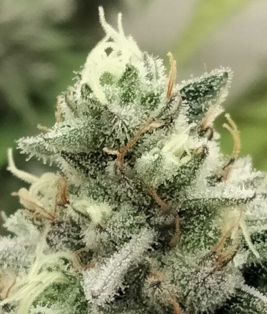 thegratefulseeds-strains-bloowrange3