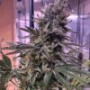 thegratefulseeds-strains-hawaiianpizza-1