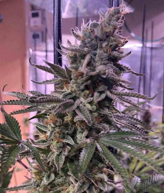 thegratefulseeds-strains-hawaiianpizza-1