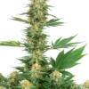 gelato-420-xl