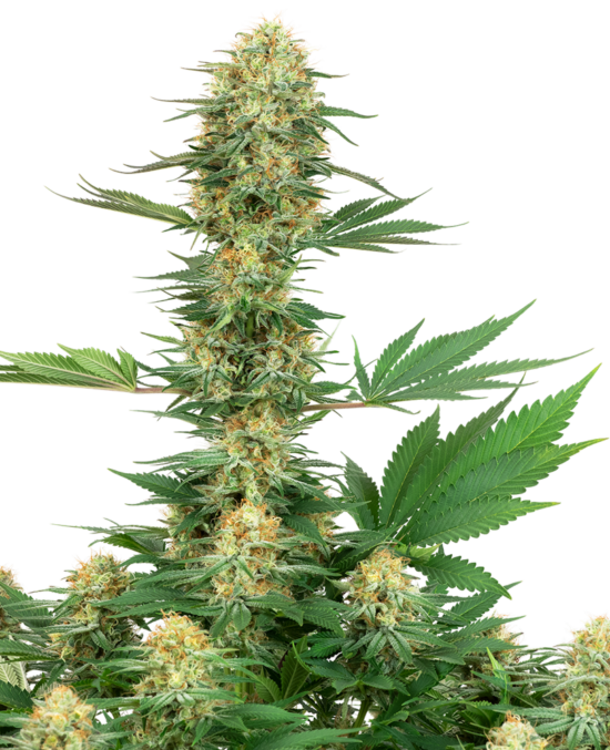 gelato-420-xl