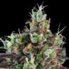 sour-ripper-auto-feminized-cannabis-seeds