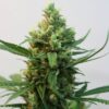 toxic-feminized-cannabis-seeds