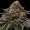 brake-pad-breath-feminized-cannabis-seeds