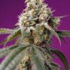 bruce-banner-auto
