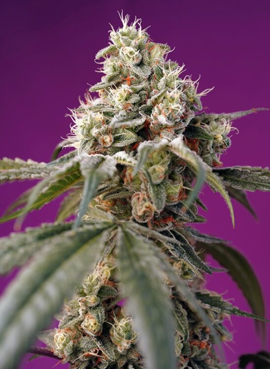 bruce-banner-auto