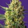 crystal-candy-xl-auto