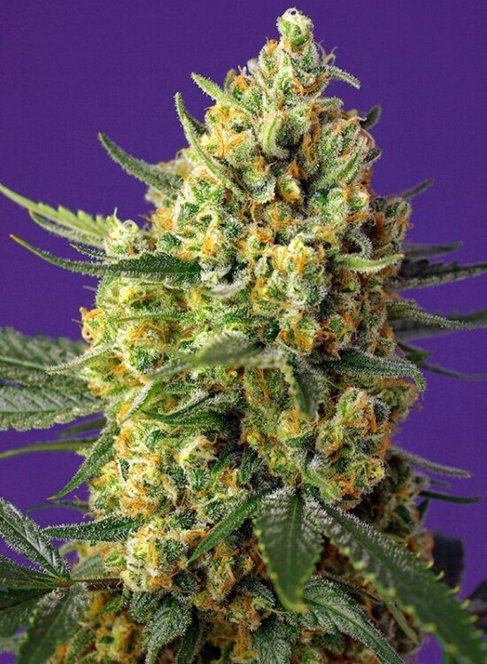 crystal-candy-xl-auto
