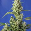gorilla-girl-xl-auto