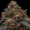 korenji-feminized-cannabis-seeds