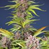 mimosa-bruce-banner-xl-auto