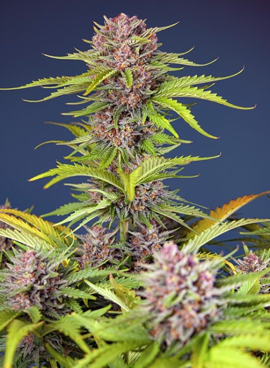 mimosa-bruce-banner-xl-auto