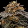 shimo-feminized-cannabis-seeds
