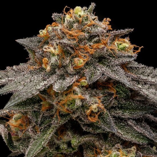 shimo-feminized-cannabis-seeds