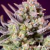 sweet-zenzation-xl-auto