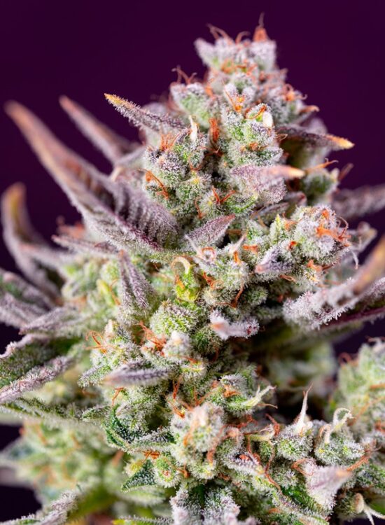 sweet-zenzation-xl-auto