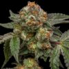zake-feminized-cannabis-seeds