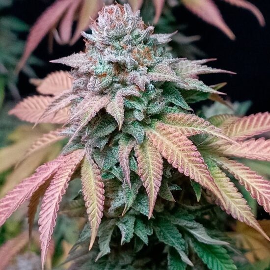 gorilla-frost 3