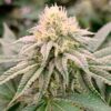 gorilla-frost 4