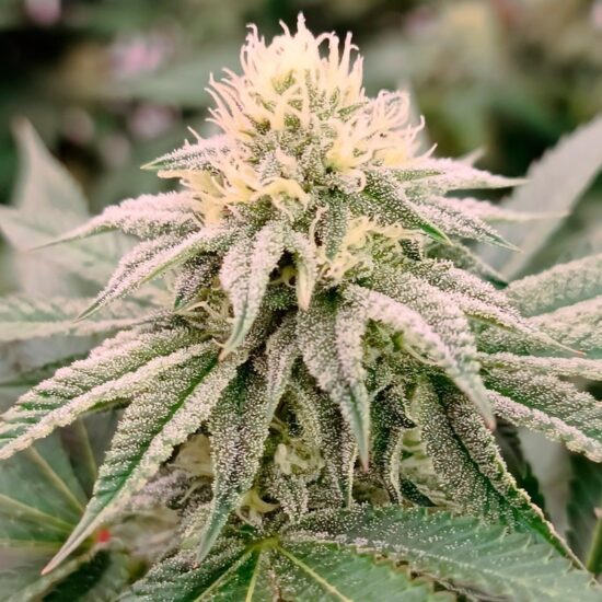 gorilla-frost 4