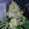gorilla-frost 9
