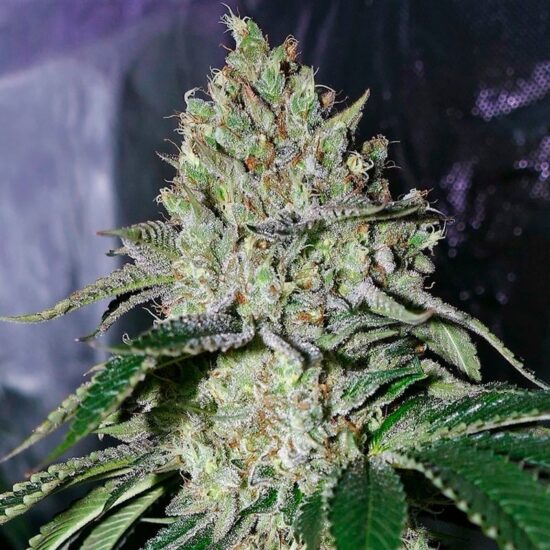 gorilla-frost 9