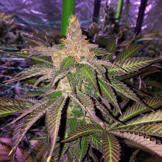 l-a-vanilla-cake (4