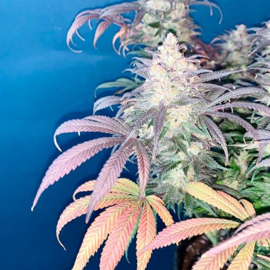 l-a-vanilla-cake (5