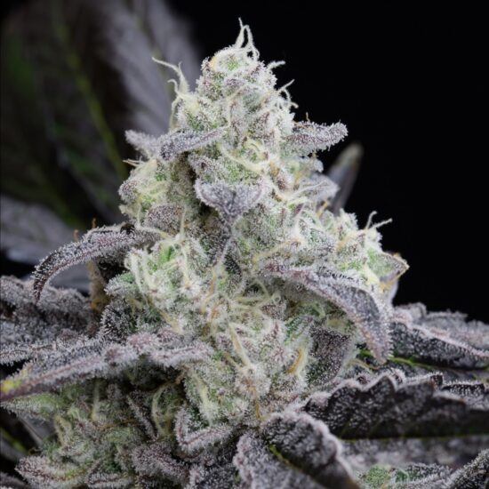 l-a-vanilla-cake