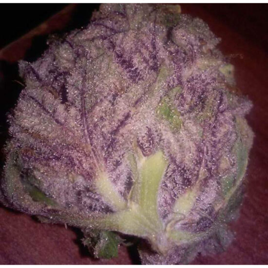 cherry_mac_muffin_by_growerschoice_feminized_cannabis_seeds