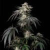 mint-candy-silent-seeds (2