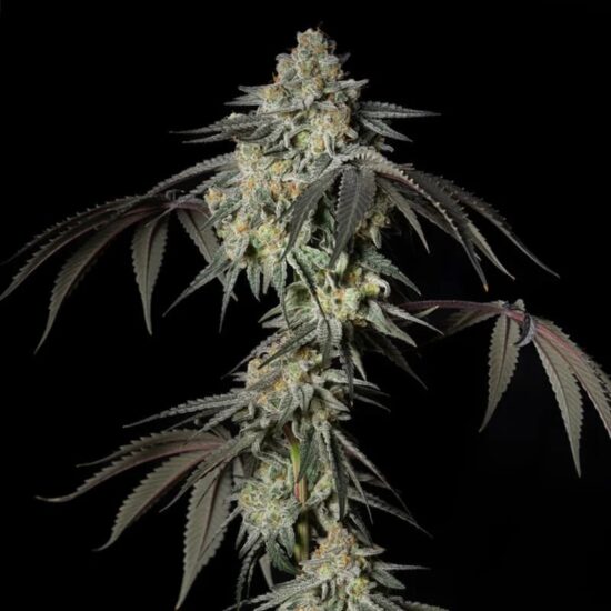 mint-candy-silent-seeds3