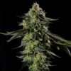 rainbow-gas-silent-seeds (1)