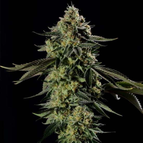 rainbow-gas-silent-seeds (1)