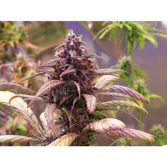 red_jack_autoflower_growerschoice_1_