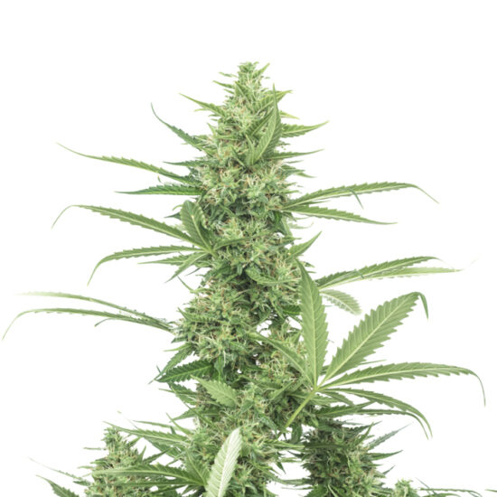 the_real_amnesia_feminized_cannabis_seeds_by_growerschoice