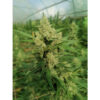 the_real_amnesia_feminized_seeds_by_growerschoice