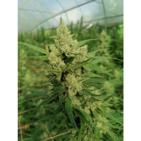 the_real_amnesia_feminized_seeds_by_growerschoice