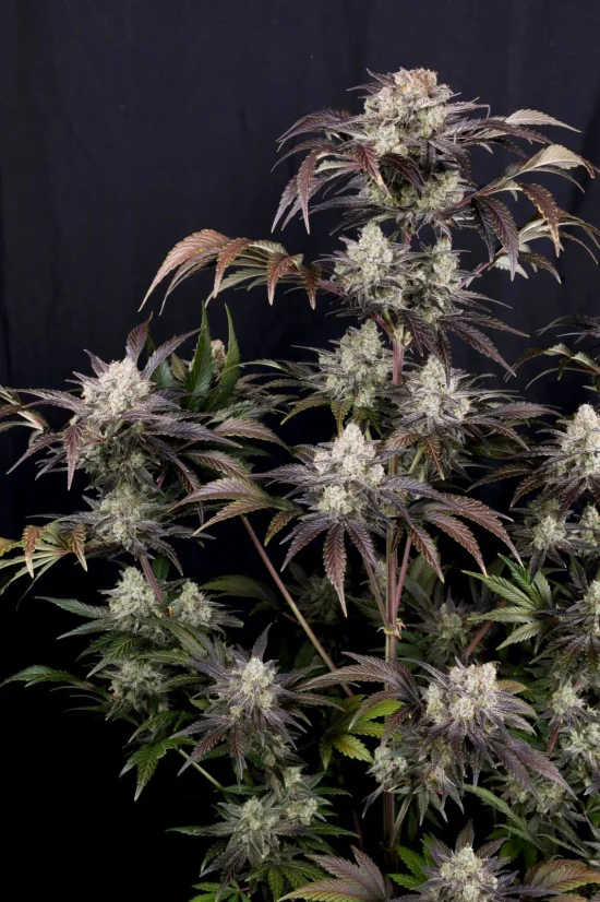 6d299bfb8d5dfcccca50108330289327