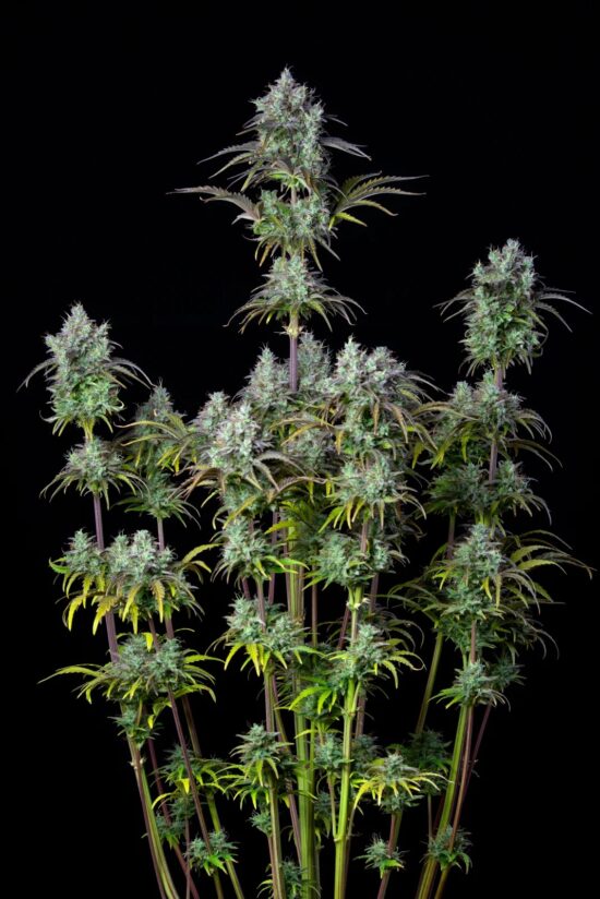 original-auto-big-bud (1)