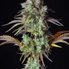 Big Bud Auto thumbnail
