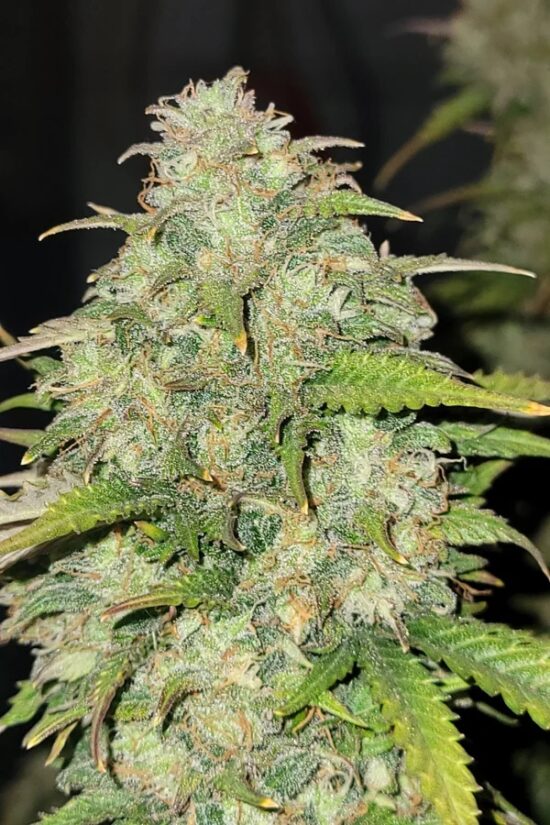 Moby Dick Auto thumbnail