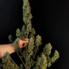 Sour Diesel Auto thumbnail