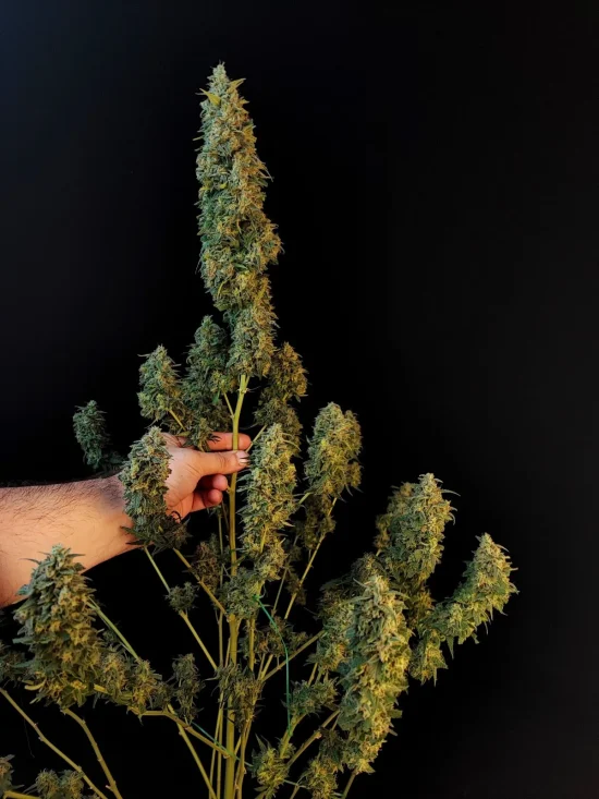 Sour Diesel Auto thumbnail