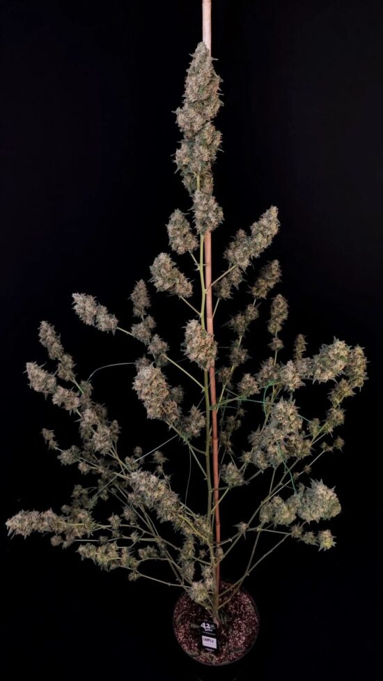 original-cheese-auto (4)