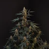 original-northern-lights (4)